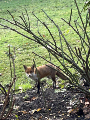 London fox. Image ICN/JS