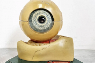 Vintage anatomical model of the eye,  Painted plaster and glass, 1960's  © Christian Art