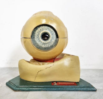 Vintage anatomical model of the eye,  Painted plaster and glass, 1960's  © Christian Art