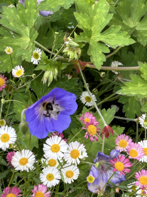 London bee with wild flowers. ICN/JS