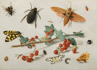 A sprig of redcurrants with insects, by Jan van Kessel I,1657 © Sotheby's London, 3 December 2014, lot 36 (one of a pair), sold £542,000