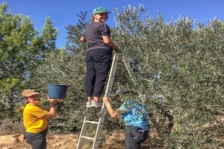 Olive harvest at Tent of Nations