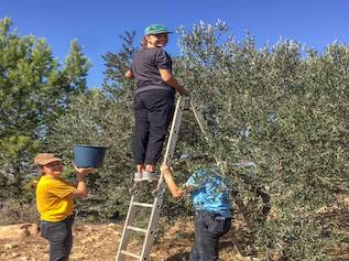 Olive harvest at Tent of Nations