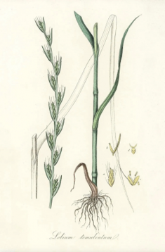 Darnel - Lolium Temulentum,  illustration from Medical Botany, by John Stephenson and James Morss-Churchill, published by John Stephenson (1790-1864)