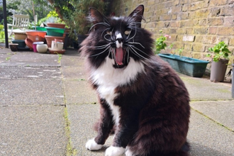 Marley on garden patrol at Caritas Bakhita House