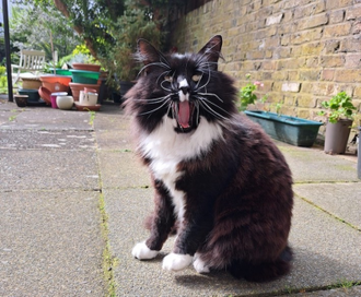 Marley on garden patrol at Caritas Bakhita House