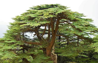 Lebanon Cedar - mentioned 103 times in the Bible. Photo by Tim Broadbent on Unsplash