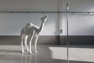 Camel (Albino) Contemplating Needle (Large) Installation by John Baldessari, 2013 © Photo Courtesy of Beyer Projects, New York