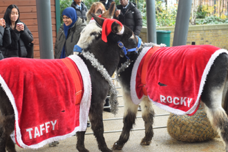 Taffy and Rocky in their Christmas outfits