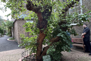 St Thomas More's mulberry tree  Image: ICN/JS