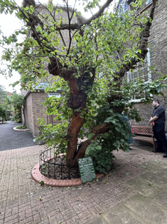 St Thomas More's mulberry tree  Image: ICN/JS