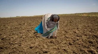 Ethiopian farmer views parched field - CAFOD