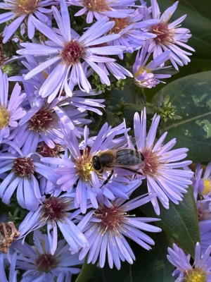 Bee with purple daisies ICN/JS