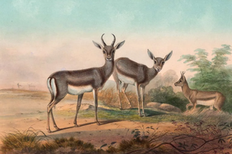 The Persian Gazelle (Gazella Subgutturosa),  by Joseph Wolf,  print issued 1861-1867, © Alamy