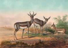 The Persian Gazelle (Gazella Subgutturosa),  by Joseph Wolf,  print issued 1861-1867, © Alamy