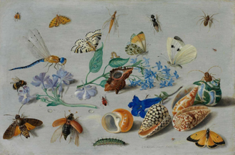 Butterflies and other insects by Jan van Kessel the Elder, 1661 © The Fitzwilliam Museum, Cambridge