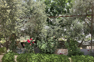 Noor's garden. Image M Nazareth