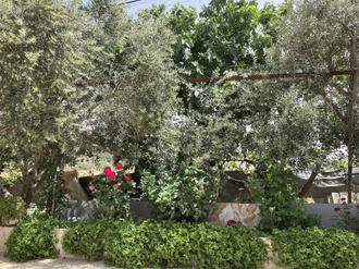 Noor's garden. Image M Nazareth