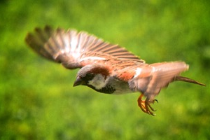 Sparrow in flight