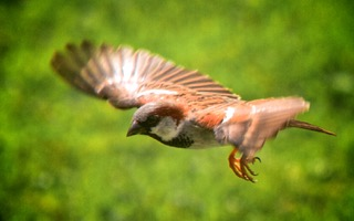 Sparrow in flight