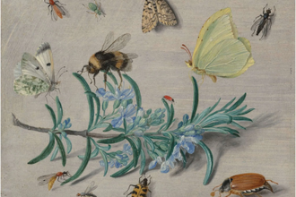 Insects and a Sprig of Rosemary  by Jan van Kessel the Elder,  1653,  Oil on copper  © National Gallery of Art, Washington