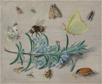 Insects and a Sprig of Rosemary  by Jan van Kessel the Elder,  1653,  Oil on copper  © National Gallery of Art, Washington