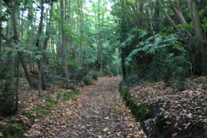 Path to Canterbury - Chartham Hatch