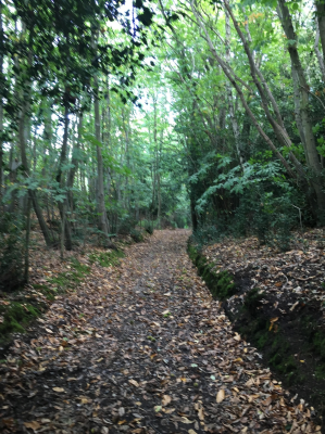 Path to Canterbury - Chartham Hatch