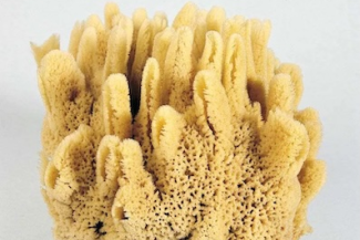 Spongia sp. Linnaeus,  Collected in 1759,  Sponge specimen in the collections of the  © Natural Museum of Ireland, Dublin