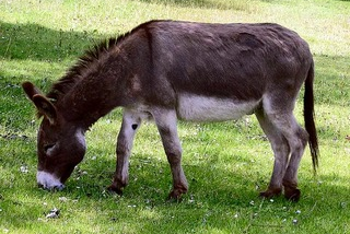 Donkey in Clovelly, north Devon
