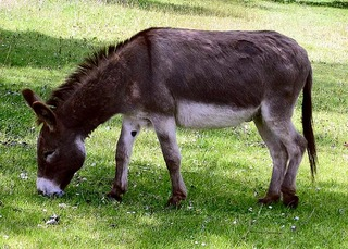 Donkey in Clovelly, north Devon