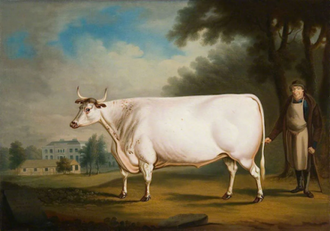 The White Ox of Nannau,  by Daniel Clowes, 1824,  oil on panel  © By permission of Amgueddfa Cymru Museum Wales, National Museum Cardiff