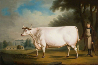 The White Ox of Nannau,  by Daniel Clowes, 1824,  oil on panel  © By permission of Amgueddfa Cymru Museum Wales, National Museum Cardiff