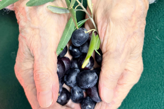 A woman's hands holding olives, Credit: Community Peacemaker Teams