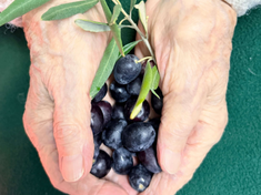 A woman's hands holding olives, Credit: Community Peacemaker Teams