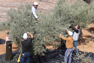 Olive harvest - Image: OHCHR