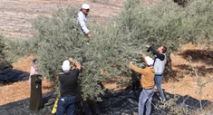 Olive harvest - Image: OHCHR