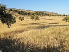 Fields of Yanoun in May. Mrbrefast. Wiki image