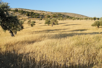 Fields of Yanoun in May. Mrbrefast. Wiki image
