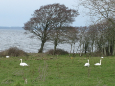 Lough Neagh  - Image by Brian Shaw - licence: CC BY-SA 2.0 CC BY-SA 2.0