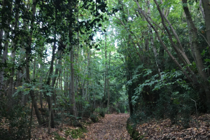 Chartham Hatch on footpath to Canterbury - Image: ICN/JS