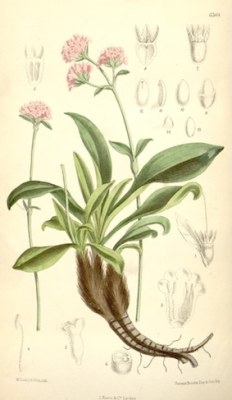 Spikenard - Joseph Dalton Hooker. Wiki image