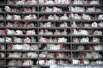 Battery chickens - Photo by mahmut on Unsplash