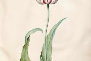 Tulip from Tulip book 1643. Some paintings in the book were by Judith Jans Leyster, but some are of unknown authorship © Frans Hals Museum, Haarlem