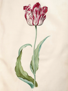 Tulip from Tulip book 1643. Some paintings in the book were by Judith Jans Leyster, but some are of unknown authorship © Frans Hals Museum, Haarlem