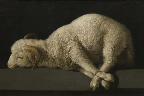 Lamb of God, Agnus Dei, by Francisco de Zubarán 1635, © Prado Museum, Madrid