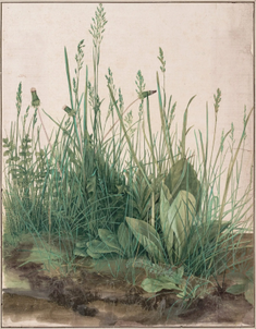 Great Piece of Turf  by Albrecht Dürer , 1503 © Albertina Museum, Vienna