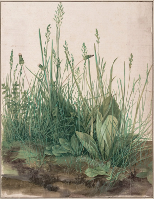 Great Piece of Turf  by Albrecht Dürer , 1503 © Albertina Museum, Vienna