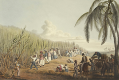 Slaves cutting the sugar cane on the Island of Antigua, 1823 British Library Unsplash