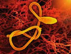 Photo from Unsplash by National Institute of Allergy and Infectious Diseases